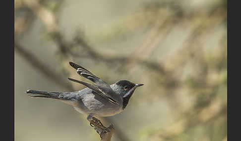 Maskengrasmücke (Curruca ruppeli)