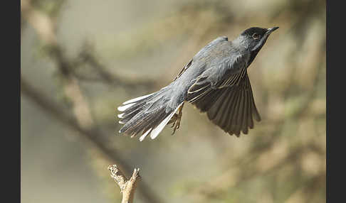 Maskengrasmücke (Curruca ruppeli)