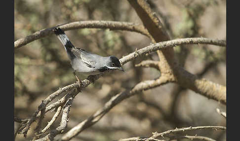 Maskengrasmücke (Curruca ruppeli)