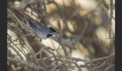 Maskengrasmücke (Curruca ruppeli)