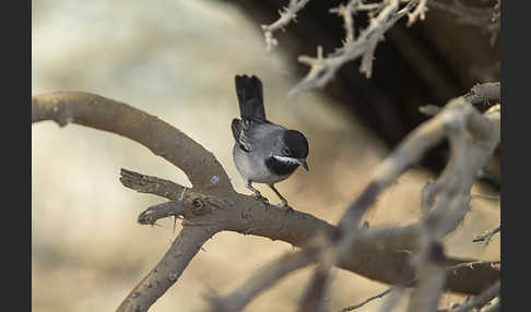 Maskengrasmücke (Curruca ruppeli)