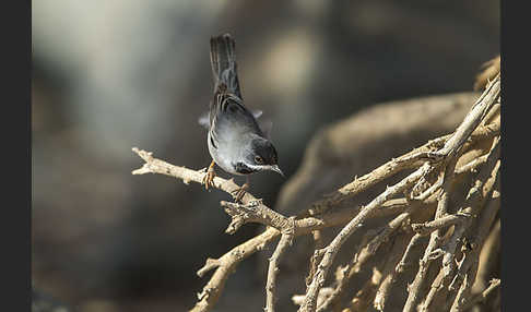 Maskengrasmücke (Curruca ruppeli)