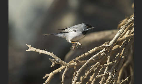 Maskengrasmücke (Curruca ruppeli)