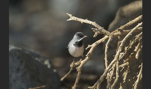 Maskengrasmücke (Curruca ruppeli)