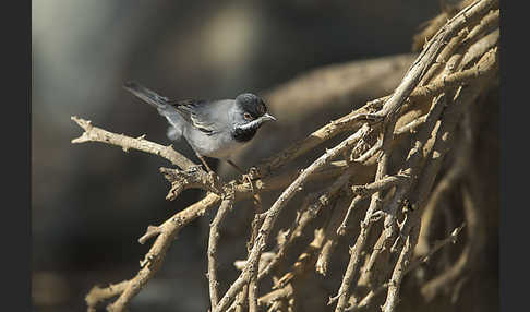 Maskengrasmücke (Curruca ruppeli)