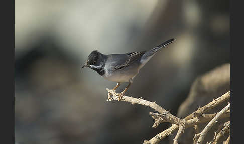 Maskengrasmücke (Curruca ruppeli)