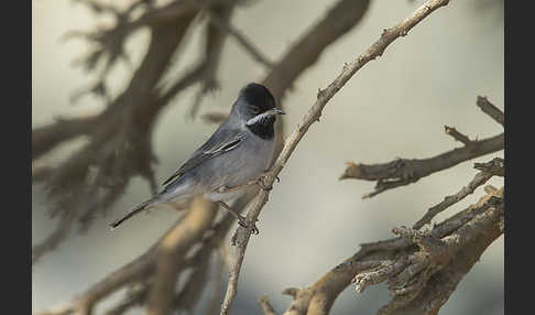 Maskengrasmücke (Curruca ruppeli)