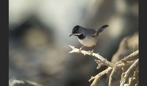 Maskengrasmücke (Curruca ruppeli)