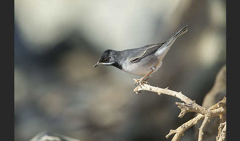 Maskengrasmücke (Curruca ruppeli)