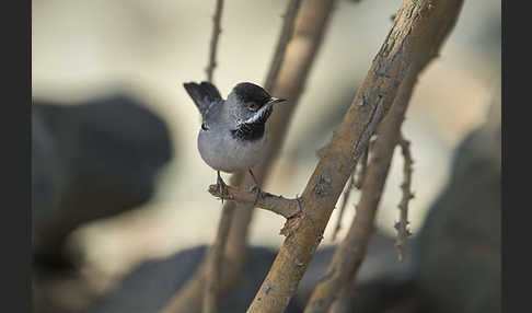 Maskengrasmücke (Curruca ruppeli)