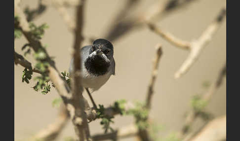 Maskengrasmücke (Curruca ruppeli)