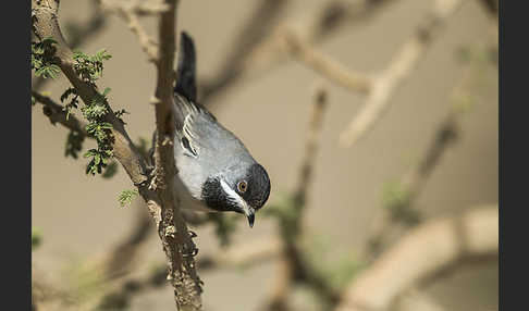 Maskengrasmücke (Curruca ruppeli)