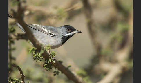 Maskengrasmücke (Curruca ruppeli)