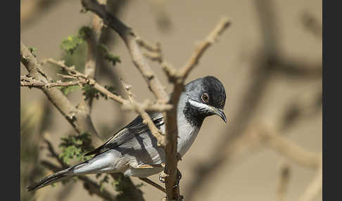 Maskengrasmücke (Curruca ruppeli)