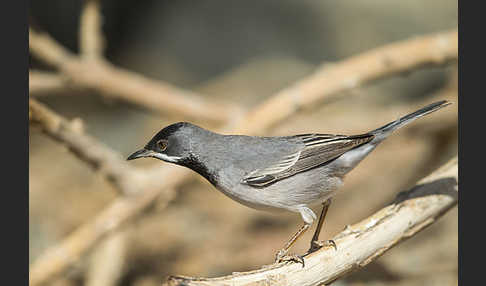 Maskengrasmücke (Curruca ruppeli)