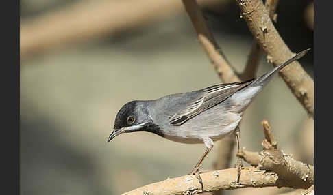 Maskengrasmücke (Curruca ruppeli)