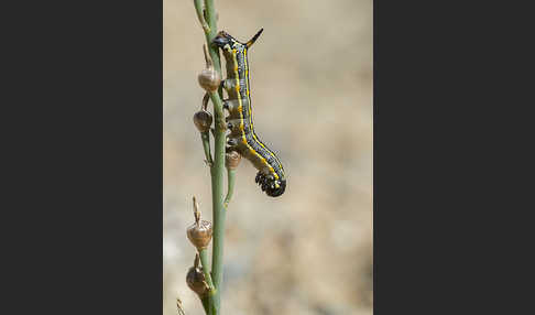 Linienschwärmer (Hyles livornica)