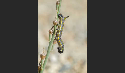 Linienschwärmer (Hyles livornica)