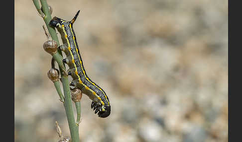 Linienschwärmer (Hyles livornica)