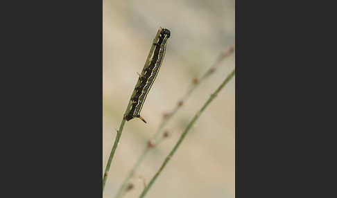 Linienschwärmer (Hyles livornica)