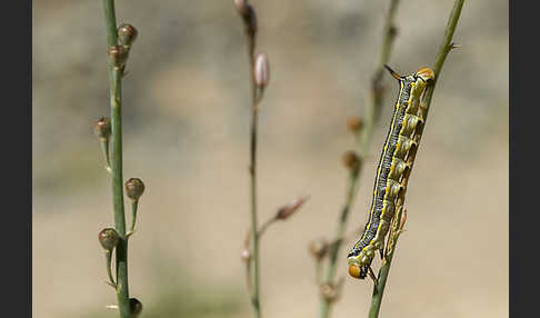 Linienschwärmer (Hyles livornica)