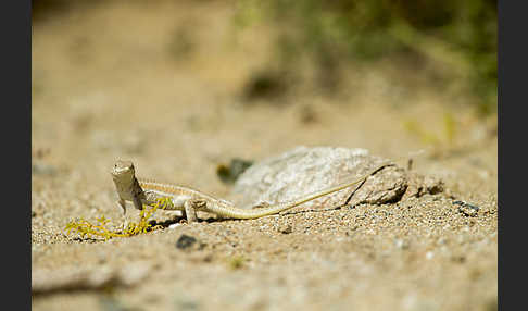 Afrikanischer Fransenfinger (Acanthodactylus boscianus)