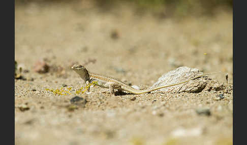 Afrikanischer Fransenfinger (Acanthodactylus boscianus)