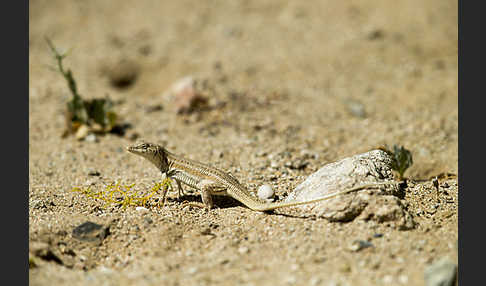 Afrikanischer Fransenfinger (Acanthodactylus boscianus)