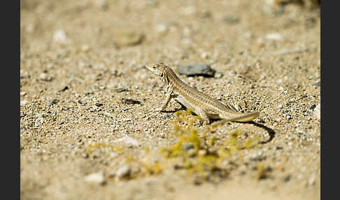 Afrikanischer Fransenfinger (Acanthodactylus boscianus)