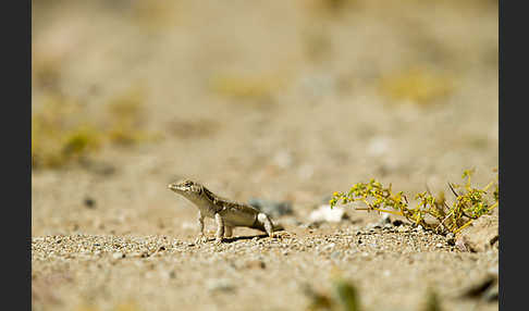 Afrikanischer Fransenfinger (Acanthodactylus boscianus)