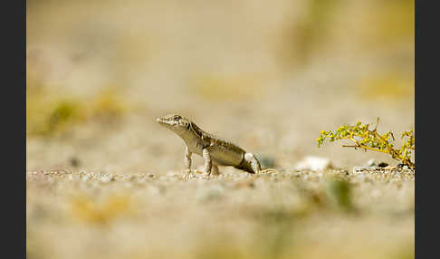 Afrikanischer Fransenfinger (Acanthodactylus boscianus)