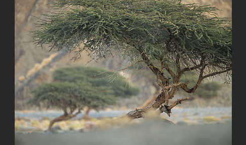 Sahara-Akazie (Acacia raddiana)