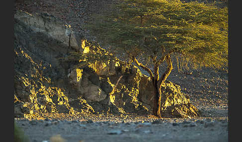 Sahara-Akazie (Acacia raddiana)