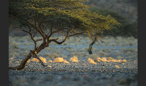 Sahara-Akazie (Acacia raddiana)