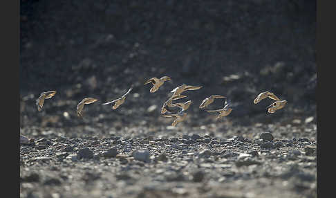 Kronenflughuhn (Pterocles coronatus)