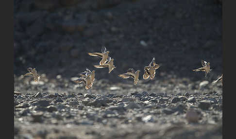 Kronenflughuhn (Pterocles coronatus)