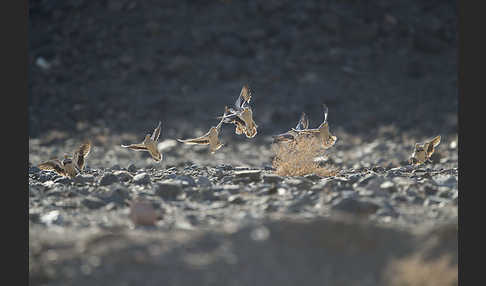 Kronenflughuhn (Pterocles coronatus)