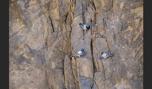 Felsentaube (Columba livia)