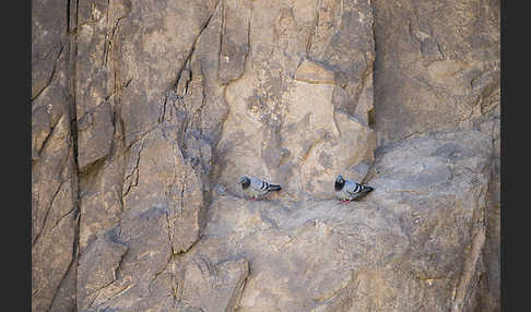 Felsentaube (Columba livia)