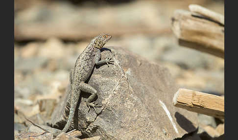 Siedleragame (Agama agama)