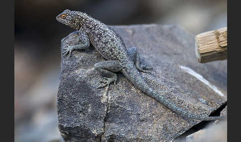 Siedleragame (Agama agama)