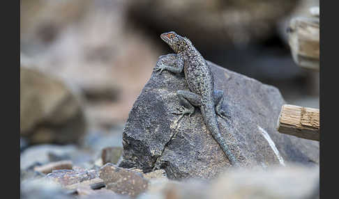 Siedleragame (Agama agama)