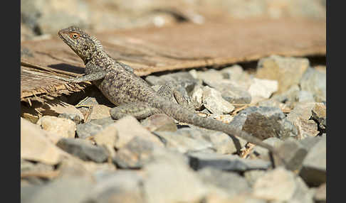 Siedleragame (Agama agama)