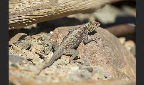 Siedleragame (Agama agama)