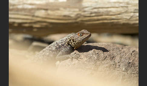 Siedleragame (Agama agama)