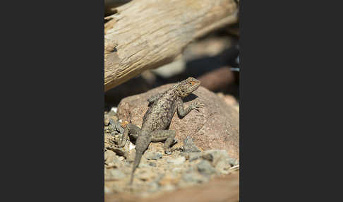 Siedleragame (Agama agama)