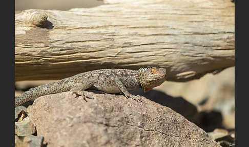 Siedleragame (Agama agama)