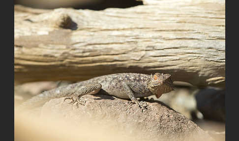 Siedleragame (Agama agama)