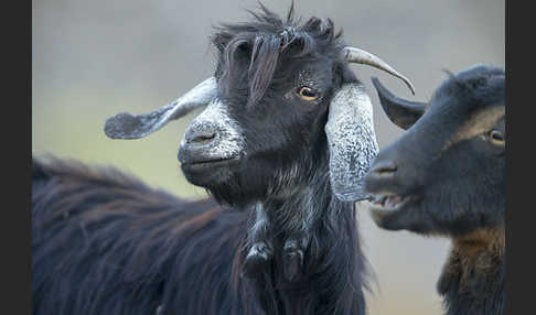 Hausziege (Capra aegagrus hircus)