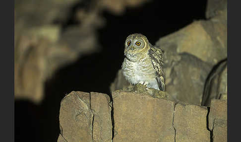 Fahlkauz (Strix hadorami)